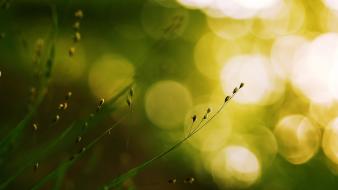 Grass bokeh wallpaper