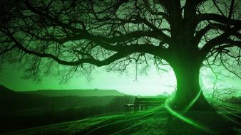 Green trees fog bench wallpaper