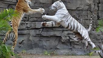 Nature animals tigers wallpaper