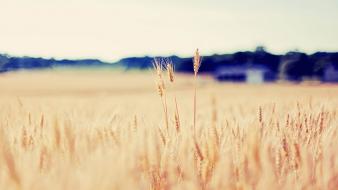Nature fields wheat wallpaper