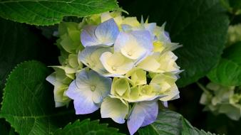 Nature hydrangeas wallpaper