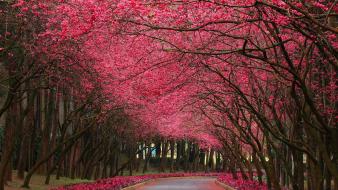 Nature wallpaper