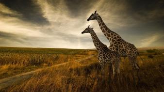 Nature wallpaper