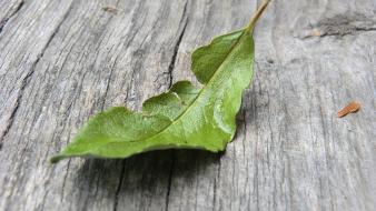 Nature wood forest leaves deviantart textures finland macro wallpaper