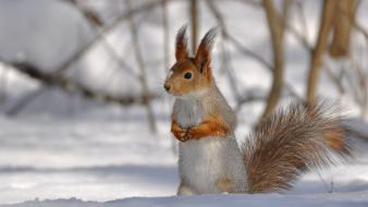 Snow animals squirrels blurred background wallpaper