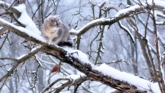 Snow cats wildlife wallpaper