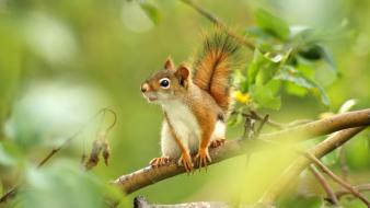 Squirrels wallpaper