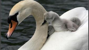 Swans baby birds wallpaper