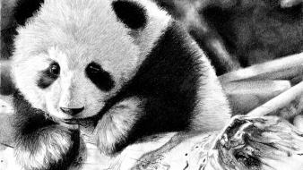 Wall panda bears wallpaper