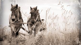 Wheat horses farm wallpaper