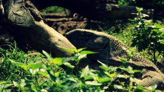 Wood animals grass camouflage iguana wallpaper