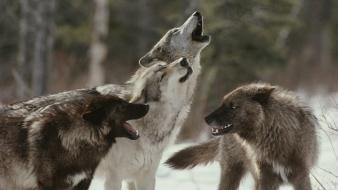 Animal world wolves wallpaper