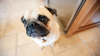 Animals dogs pets looking up pug wallpaper