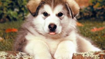 Animals dogs wallpaper