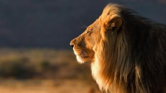 Animals lions wallpaper