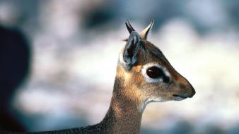 Animals male antelope baby wallpaper
