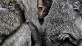 Animals national geographic monkeys baby wallpaper