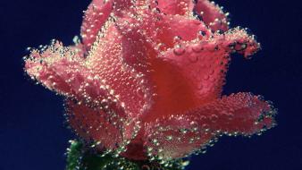 Artwork roses drops wallpaper