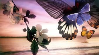 Butterflies wallpaper