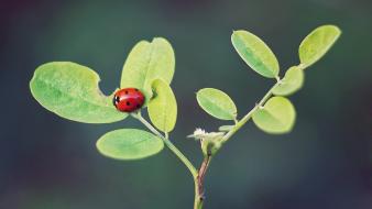 Close-up bug plants lady wallpaper
