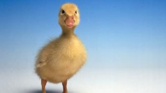 Ducky wallpaper