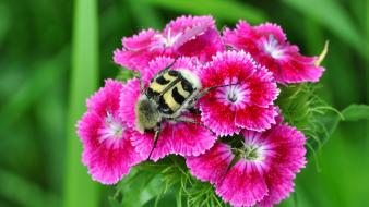 Flowers insects wallpaper