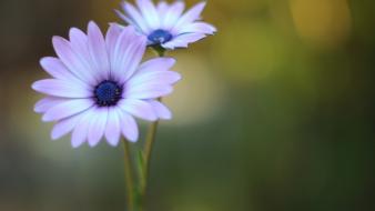 Flowers macro wallpaper