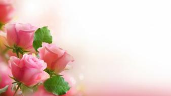 Flowers nature roses wallpaper