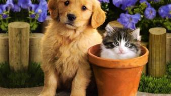 Flowers puppies kittens wallpaper