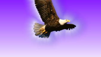 Flying wall hawk wallpaper