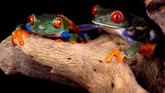 Frogs red-eyed tree frog amphibians wallpaper