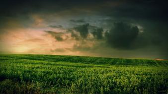 Green abstract nature trees grass balloons wallpaper
