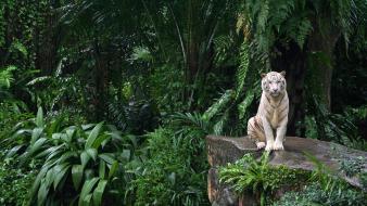 Jungle animals tigers white tiger plants ferns wallpaper
