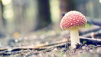 Landscapes forest mushrooms plants amanita muscaria wallpaper