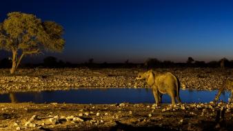 Landscapes night animals ponds elephants giraffes wallpaper