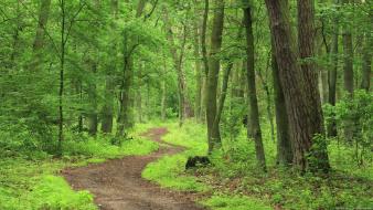 Landscapes trees wallpaper