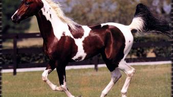 May horses national bay wallpaper