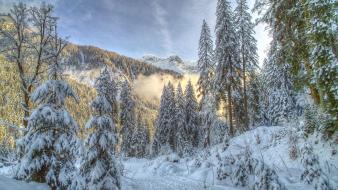 Mountains snow trees forest wallpaper