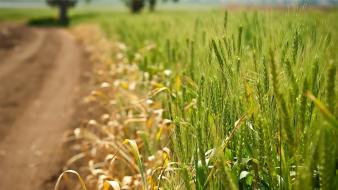 Nature fields grain wallpaper