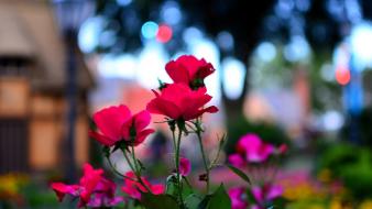 Nature flowers epcot macro roses wallpaper