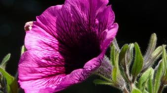 Nature flowers morning glory wallpaper