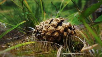 Nature spruce cone wallpaper