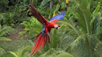 Parrots wallpaper
