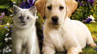 Puppies kittens wallpaper