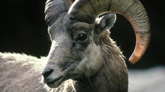 Sheep colorado rocky wallpaper