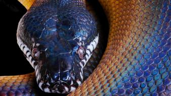 Snakes wallpaper