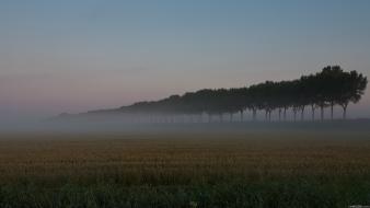Trees fields mist wallpaper