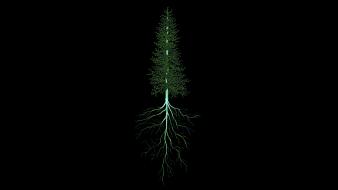 Trees roots wallpaper