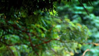 Animals deer sam lim wallpaper
