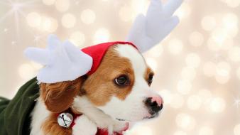 Animals dogs wallpaper
